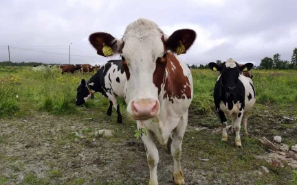 Tromsøbaserte melkekyr, som er nysgjerrige på den nye landbruksplanen. Foto: Ida Storslett Lund