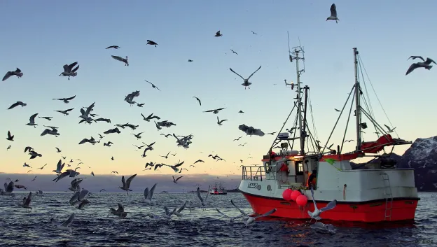 Fiskebåt, også kalt sjark, ute på havet under åpen himmel, omkranset av flygende måker.