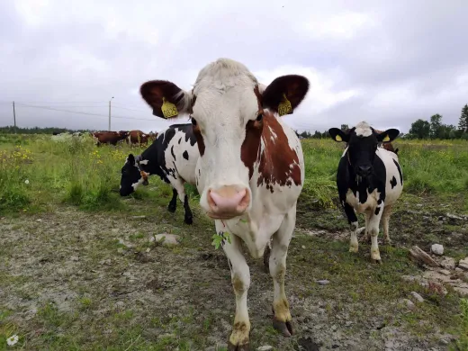 Tromsøbaserte melkekyr, som er nysgjerrige på den nye landbruksplanen. Foto: Ida Storslett Lund Tromsøbaserte melkekyr, som er nysgjerrige på den nye landbruksplanen. Foto: Ida Storslett Lund