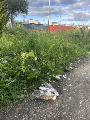 Død fuggel, sannsynligvis måke, ligger i veikanten i Tromsø En død fuggel uten hode ligger i veikanten.
